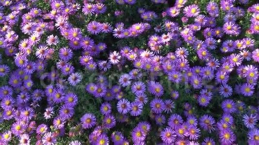 五颜六色的紫丁香紫薇花在阳光明媚的夏末生长和开花，蜜蜂和蝴蝶飞来飞去视频