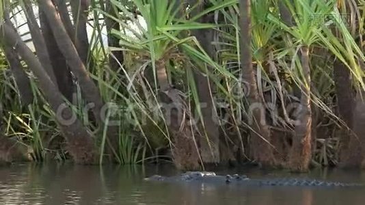 一只游动的咸水鳄鱼的跟踪镜头视频