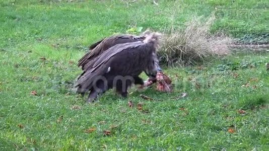 秃鹫在地上觅食视频