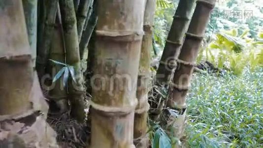在毛伊岛上靠近巨大竹子的万宝路视频