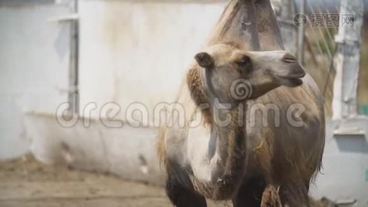 骆驼站立的肖像视频