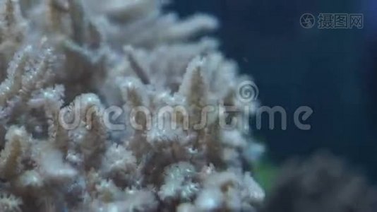水族馆底部的珊瑚视频