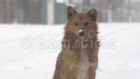 大雪中的狗视频