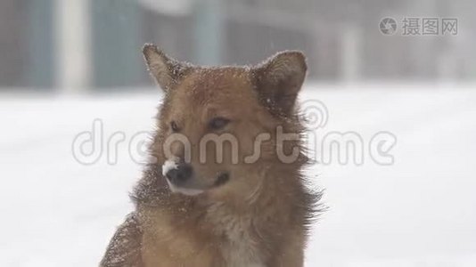 大雪中的狗视频