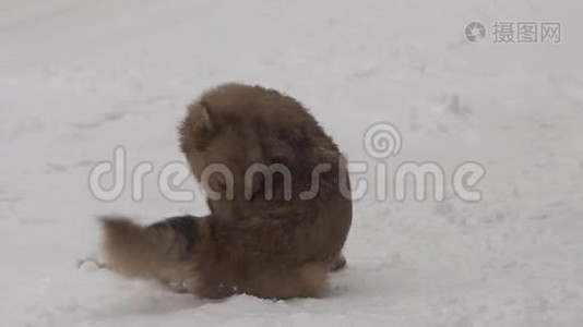 大雪中的狗视频