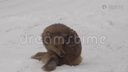 大雪中的狗视频