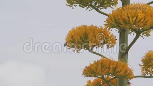 蜂鸟在盛开的农业植物视频