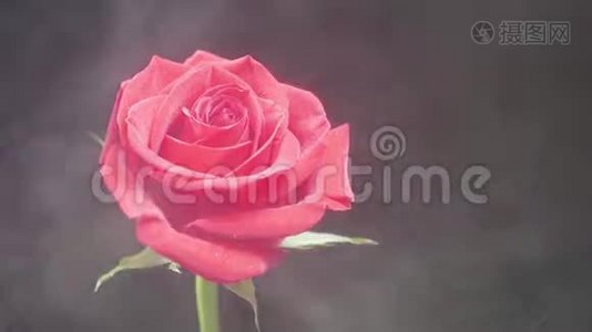 在一朵美丽的红玫瑰上喷水，在黑暗的背景上隔离视频