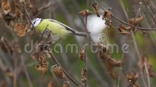 鸟-欧亚蓝蒂在树枝上跳跃，寻找食物。视频
