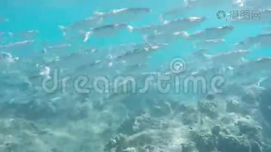 哈努马湾骡子游泳学校视频