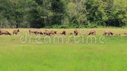 在华盛顿州的大草地上成群的麋鹿群和鸟群视频
