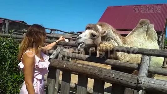 美丽的女孩用手喂骆驼，用手喂骆驼视频