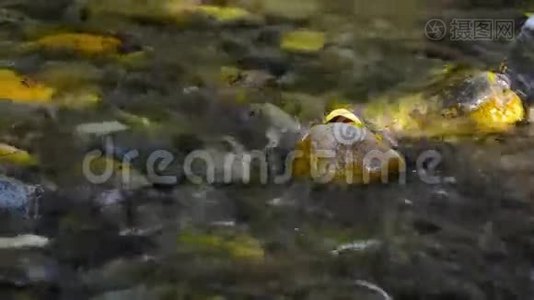清水溪流过河岩视频视频