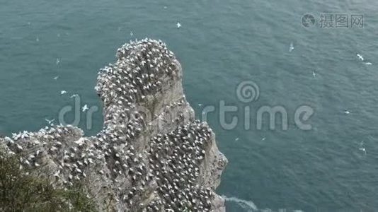 英国约克郡甘奈特，莫鲁斯贝桑斯的繁殖群，在邦普顿悬崖上筑巢。视频