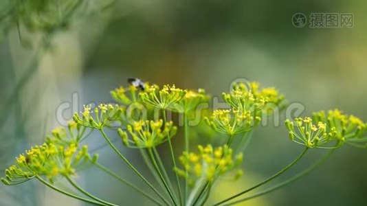 茴香花上的黄黑视频