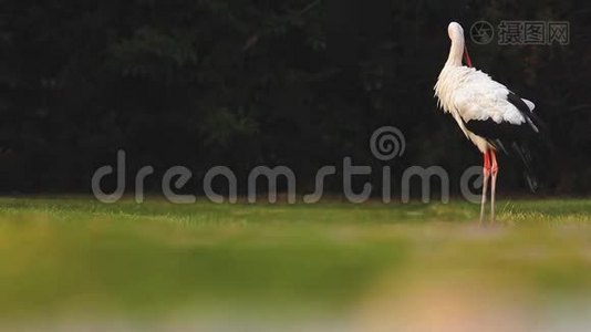 漂亮的白鹳站在田野上，清理羽毛视频