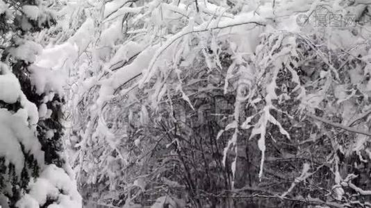 大雪落在白色的树枝上视频