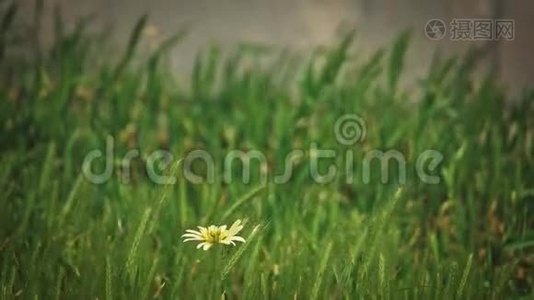寂寞的黄花随风在草地上飞舞视频