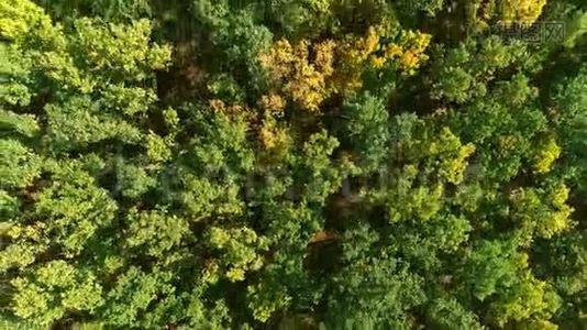 秋天的树叶美丽的森林树木冠无人鸟景视频