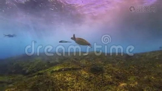 海龟和管道鱼。 强烈的阳光海面波浪和蓝色阳光海面视频