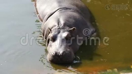 河马在水里睡觉视频