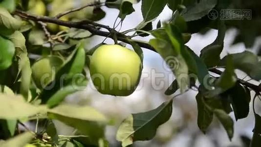 农夫`手摘苹果。 苹果采摘季节。 苹果生长在果园的一棵树上。 生产新鲜和有机水果。 熟食视频