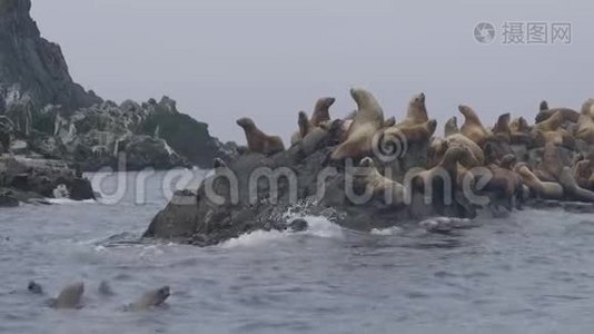 坐在岩石岛上漂浮在海水中的一群海狮视频