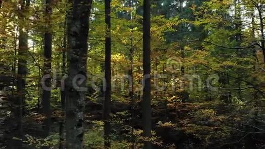 森林追踪太阳神奇森林野生森林视频