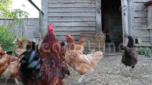下午鸡舍里的小鸡慢动作视频视频