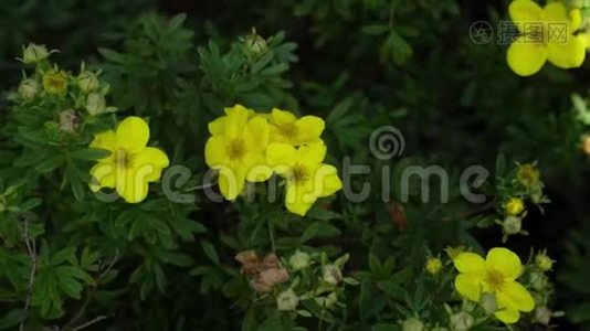 花的黄花特写.. 花在风中移动的灌木丛。 植物学，园艺背景..视频