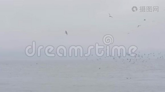 一群海鸥在多云的天空背景下飞过大海。 海水中的海鸟视频