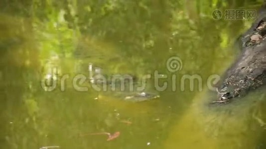 一只藏在水里的鳄鱼视频
