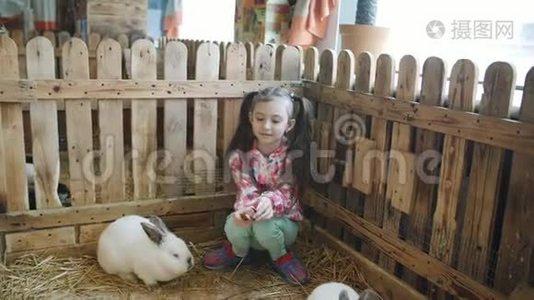 小女孩在宠物动物园里和兔子在一起。视频