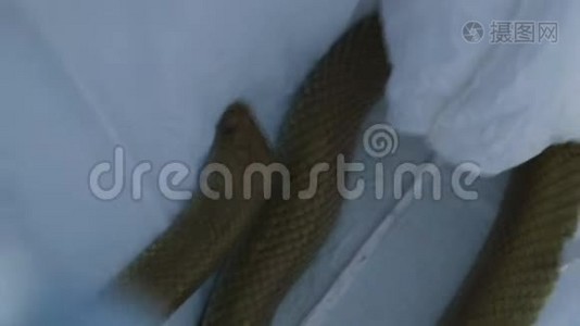 一条白包里的蛇被抓后视频