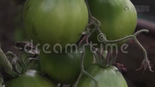蕃茄生长在温室里，葡萄干上有未成熟的果实. 有机蔬菜视频