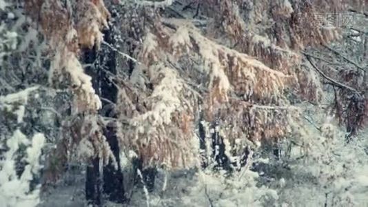 森林降雪2.视频