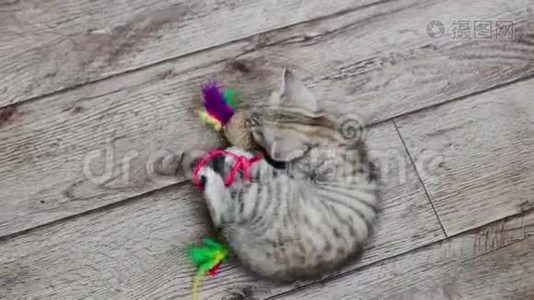 小灰猫在地板上玩玩具视频