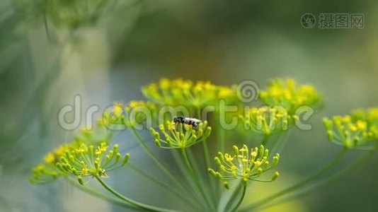 茴香花上的黄黑视频