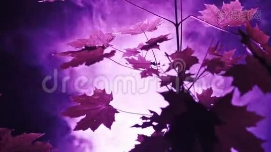 森林里的紫色灯光视频