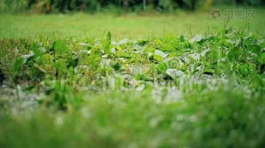 一滴露水滴在绿草上。视频