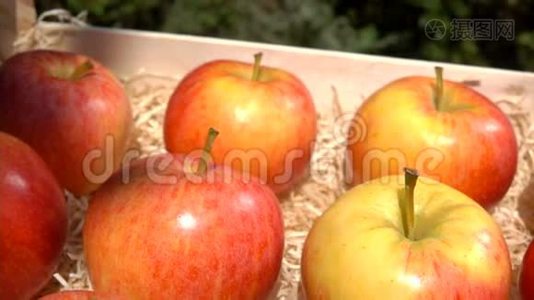 成熟多汁的红苹果放在木箱里视频