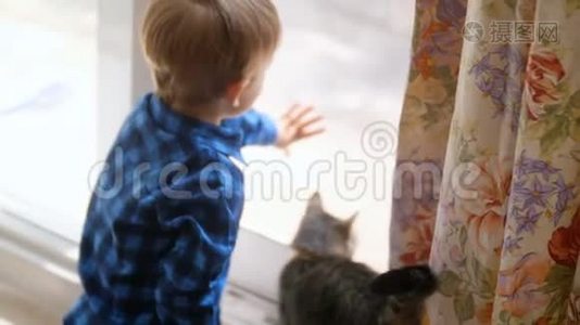 4K小男孩为家猫开门的镜头视频