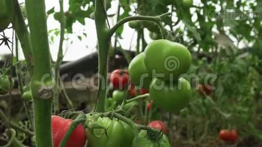 蕃茄生长在温室里，葡萄干上有未成熟的果实. 有机蔬菜视频