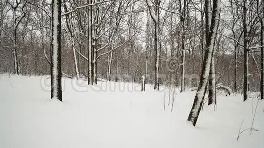 森林中白雪覆盖的树木视频