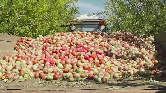拖拉机运送装满苹果水果的木制容器视频