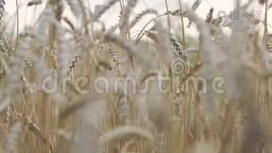 黄金麦田景观.. 心灵和平主题视频