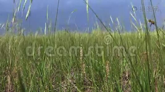 乌克兰草原。 草地和开花植物在风景公园的风中摇曳视频