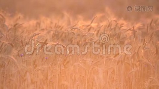 成熟的麦田在日落时被金色的阳光照亮。 准备收割的小麦农场。 农业背景视频
