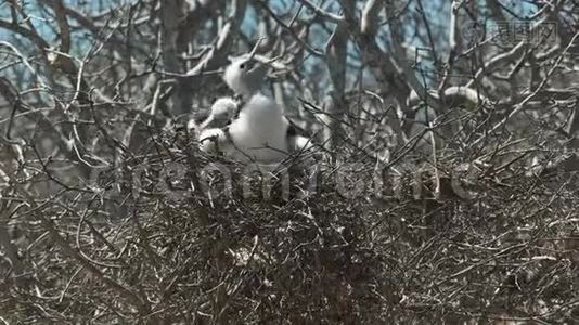 加拉拉戈斯群岛一个巢上的两只小护卫舰视频