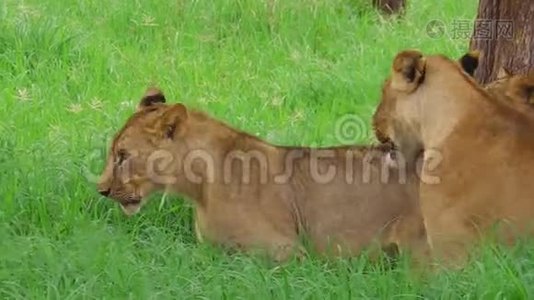 非洲狮子靠近视频
